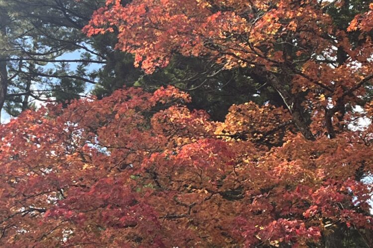 １１日の紅葉状況