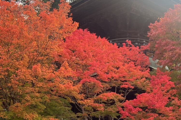 徳川家霊台と金輪塔周辺の紅葉