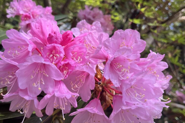 花盛り