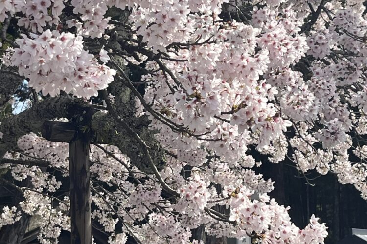 桜が満開